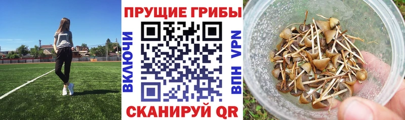 Псилоцибиновые грибы MAGIC MUSHROOMS Купить Судак